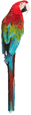 guacamaya